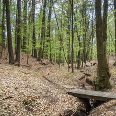 Laubwälder der Dahlener Heide