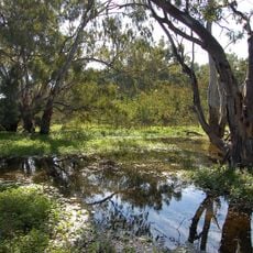 Macquarie Marshes Nature Reserve