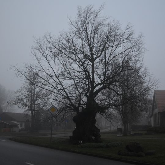 Naturdenkmal Flatter-Ulme „Alte Rüster“ an der B 167, Höhe Friedhof, vor der ehem. Gaststätte „Zur alten Rüster“ in Finow