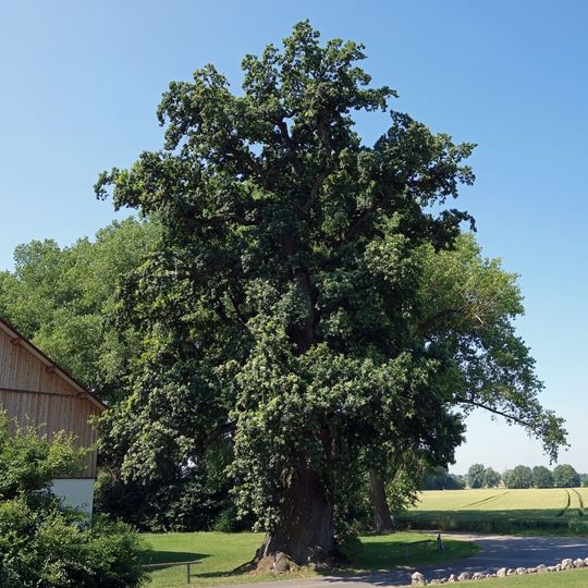 Schlosseiche bei Eisolzried
