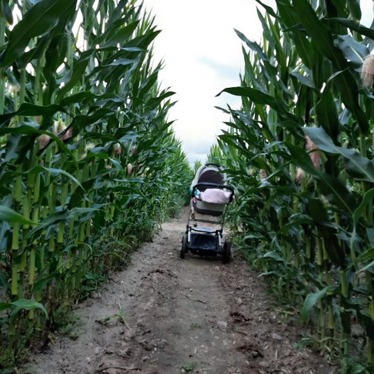 Ranczo w kukurydzy - Malary