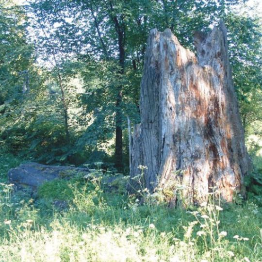 Park podworski Wodzickich w Porębie Wielkiej