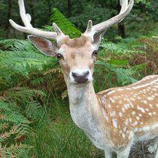 La Vallée des Daims