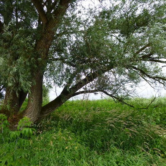 Donau zwischen Straubing und Vilshofen