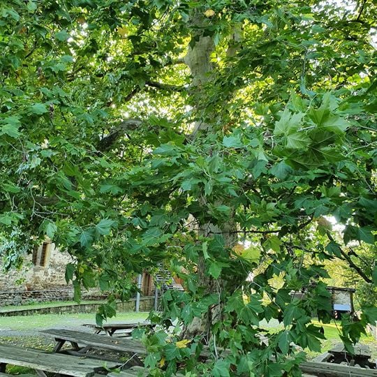 Platane am Schloss Trebsen