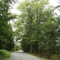 Buky a duby u Budkova