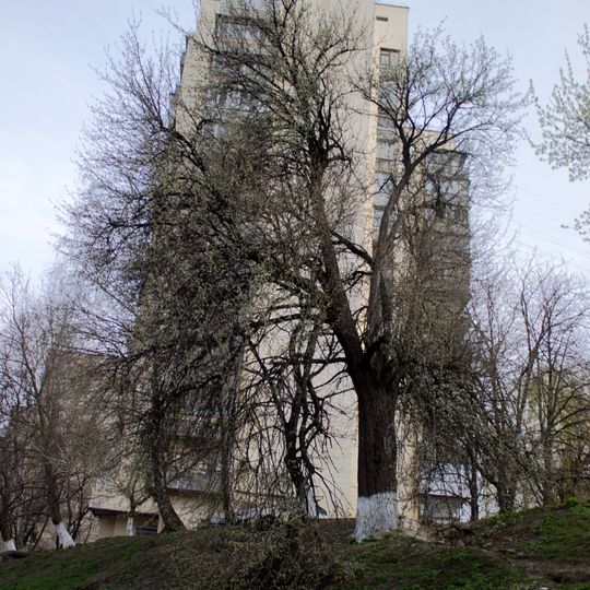Ivashchenko Pyrus
