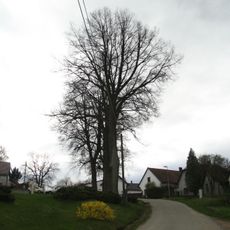 Lípy na návsi ve Vržanově