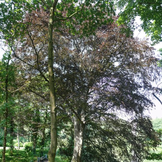 Blut-Buche Koenigsallee 27a