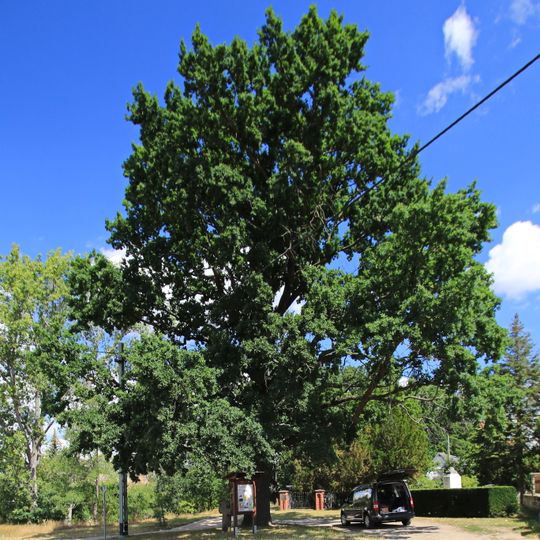 Naturdenkmal Stieleiche neben dem Friedhof Martinskirchen
