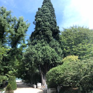 Ciprés en el Real Jardín Botánico, Madrid