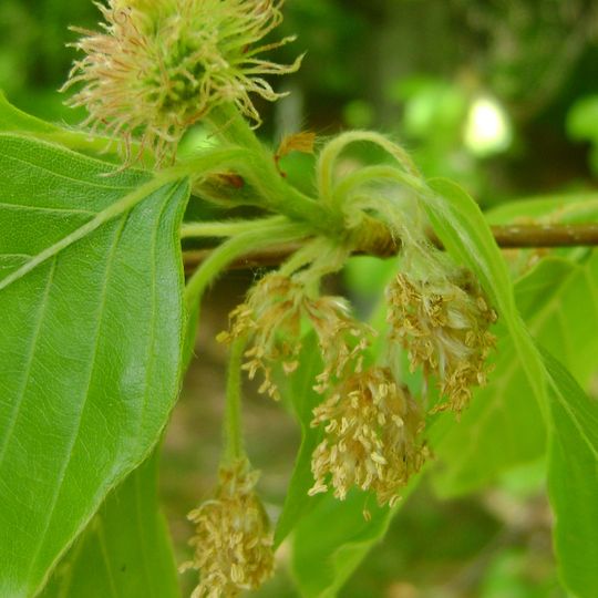 Giardino botanico alpino San Marco