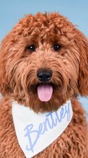 MinidoodleBentley