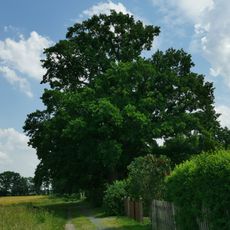Naturdenkmal Stieleiche