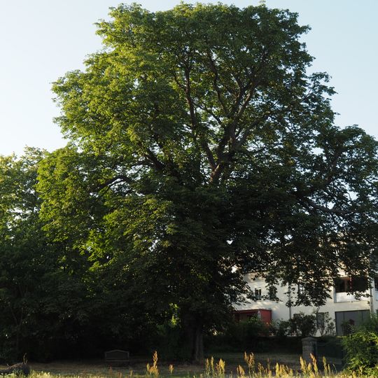 Balkan-Rosskastanie Dorfstraße 15