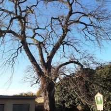 Bečvárecký jilm vaz