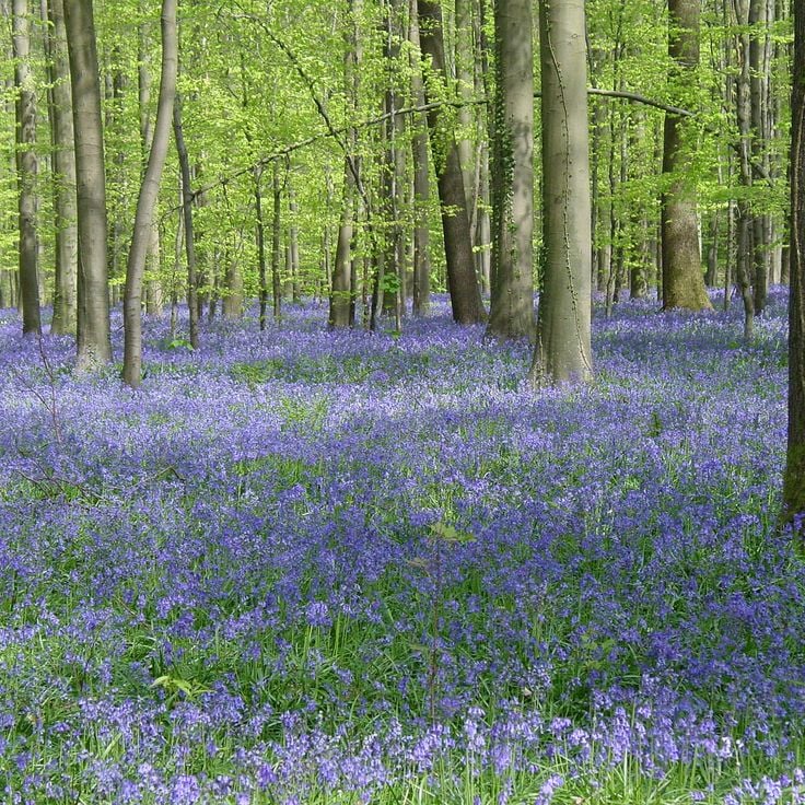 Foresta di Hallerbos