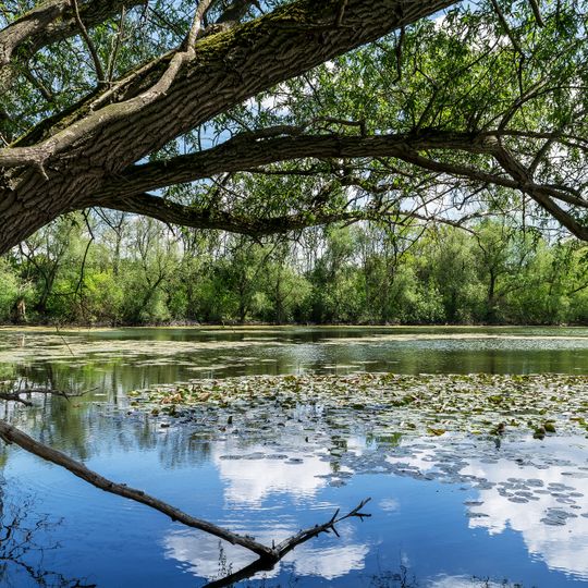Teich am Braunshardter Tännchen