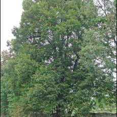 Lípa v Komařicích 2