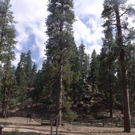 Forêt nationale de San Bernardino