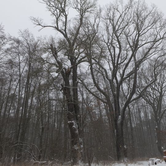 Naturdenkmal Eichen fast unmittelbar nördlich des Großen Lienewitzsee