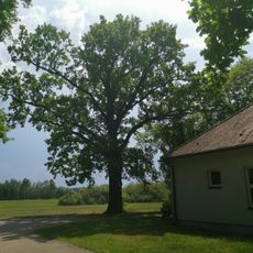 Naturdenkmal Stieleiche vor Kirche
