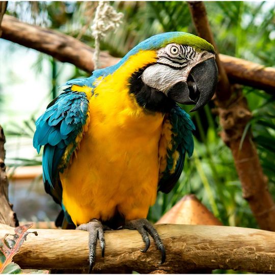 Victoria Butterfly Gardens