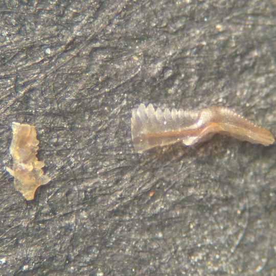 Réserve naturelle régionale géologique de Normandie-Maine