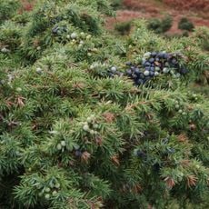 Juniper Hill, Edgeworth