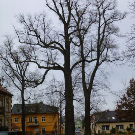 Naturdenkmal Winter-Linde 2 Plottke-Allee, gegenüber Ehrenhain in Biesenthal