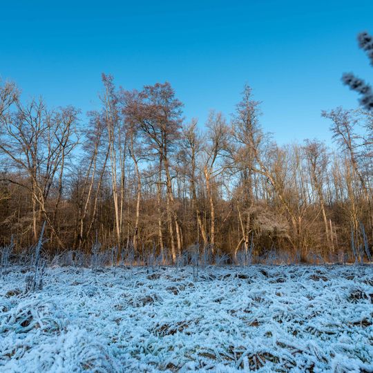 Schwarzerlenbruch mit Sauergrasplatte