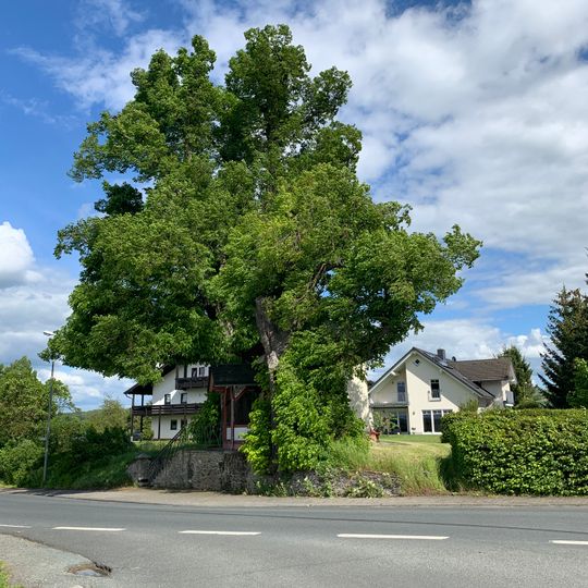 2 Winterlinden von Villmar