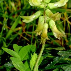 Mythe Railway Nature Reserve