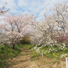 Shirahama Sakura-no-Sato