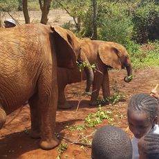 David Sheldrick Elephant Orphanage