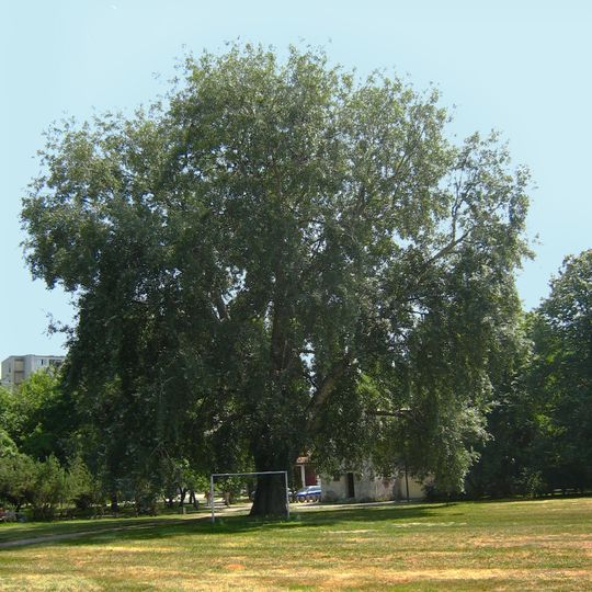 Pomnikowa topola w parku Zasława Malickiego