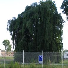 Buk lesní převislý (Mladá Boleslav)