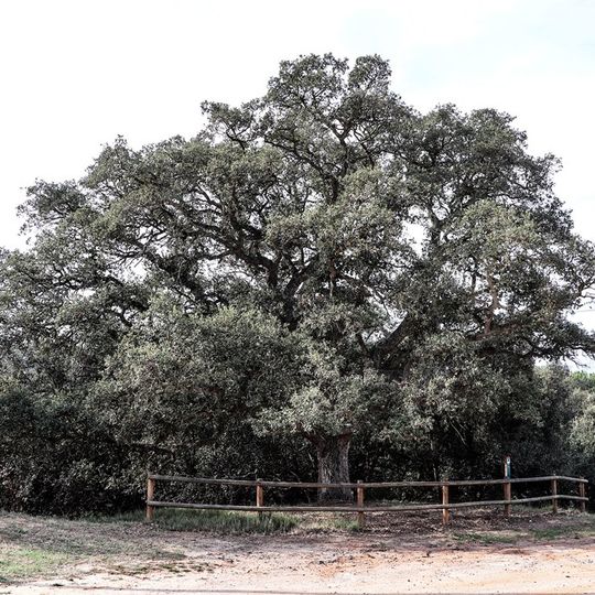 Surera de la Molinera