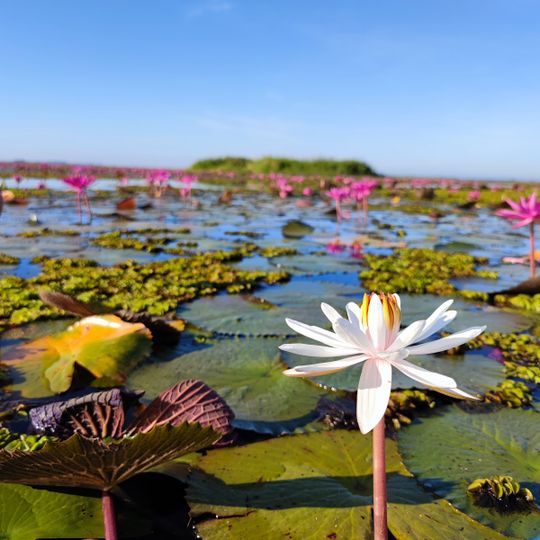 ทะเลบัวแดง