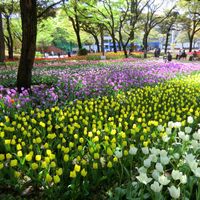 Yokohama Park
