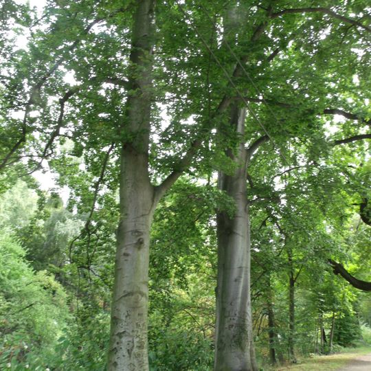 Naturdenkmal Buche-Rotbuche Ostrower Damm in Mitte