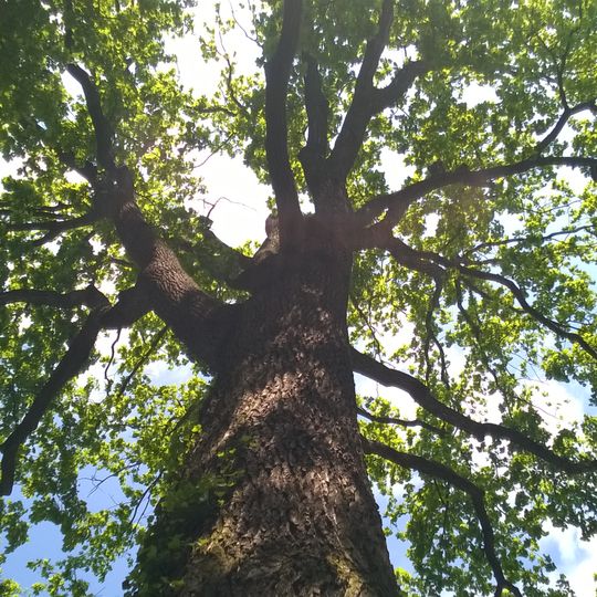 Stiel-Eiche Bondickstraße 24