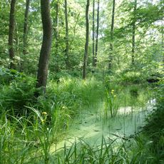 Röderaue und Teiche unterhalb Großenhain
