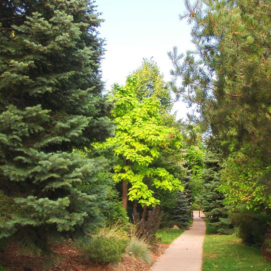 Andrews Arboretum