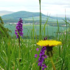 Horn mit Kahlköpfchen