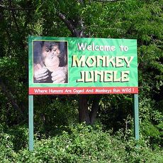 Monkey Jungle