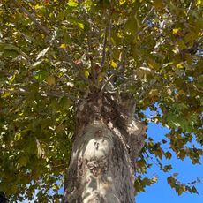 Besonderer Baum, Baum, Laubwald