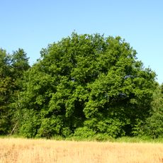 Dub pod Blatenským svahem