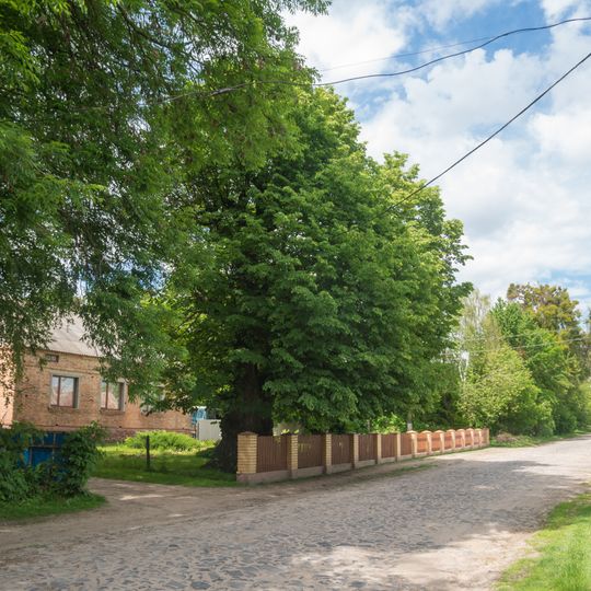 Secular Linden Trees Natural Monuments
