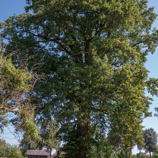 Stieleiche von Ranshofen